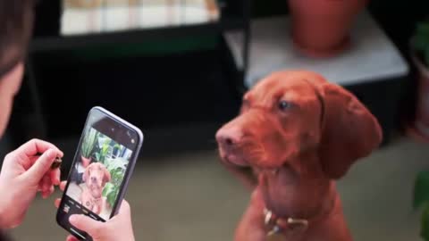 LINDO CACHORRO FAZENDO SELFIE