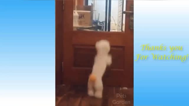 funny videos of cats and dogs (9/10)