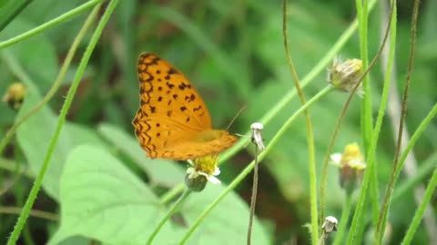 common leopard butterfly on tridax procumbens flower