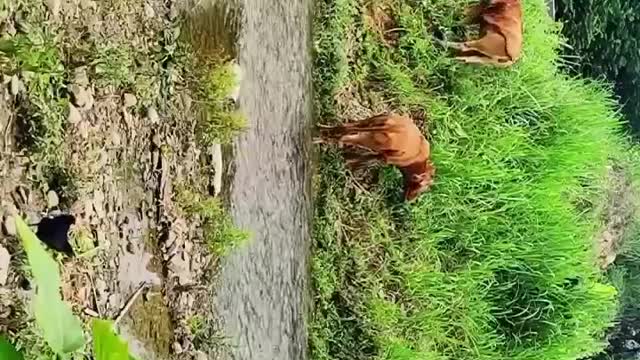 The cow listened to the stream and ate the green grass
