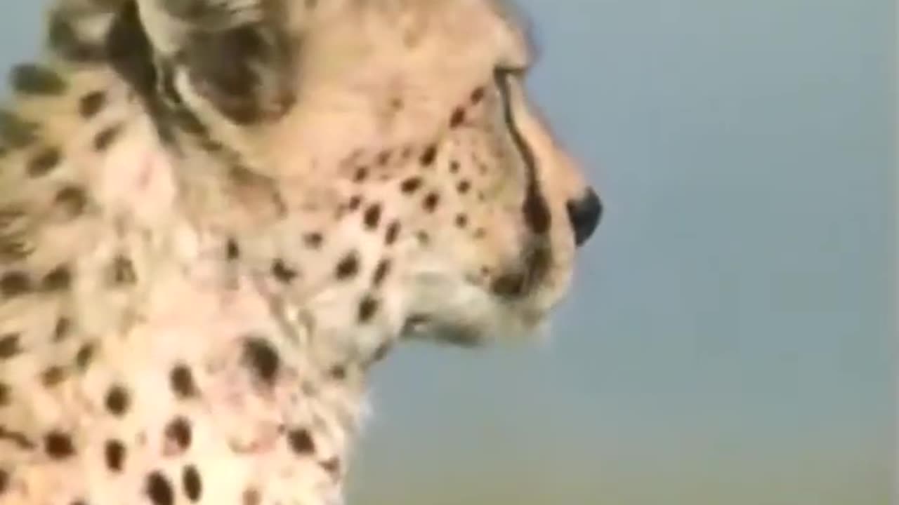 Cheetah Wild Moment