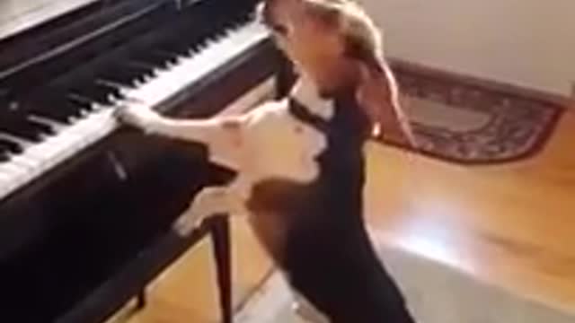 CACHORRO CANTA E TOCA PIANO