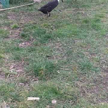 A cheerful duck in the garden. Buffy ;-)
