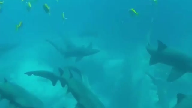 Group off sharks taking a break