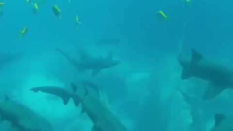 Group off sharks taking a break