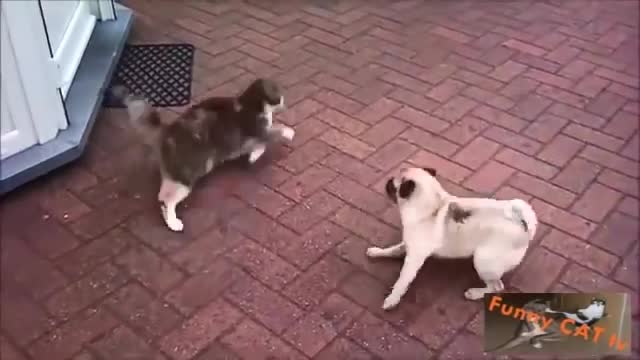 cat and dog first meet