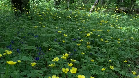 Flowers in Forest