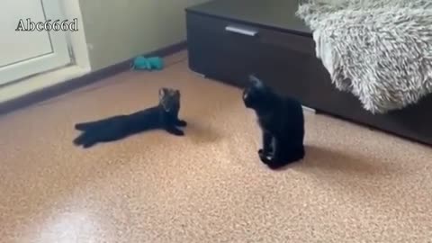 Try Not to Laugh - Puppies Edition #5