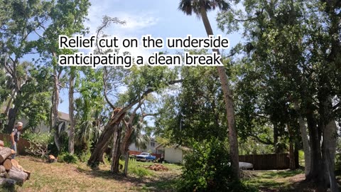 Storm damaged tree