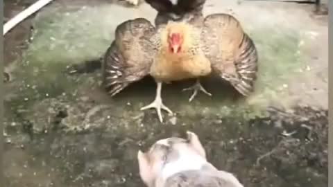 Dog vs Chicken🐶🐓