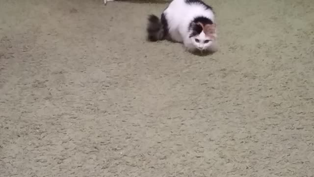 Funny cat goes crazy