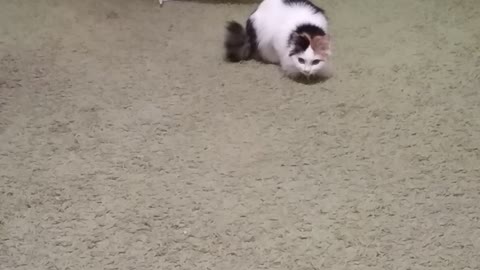 Funny cat goes crazy