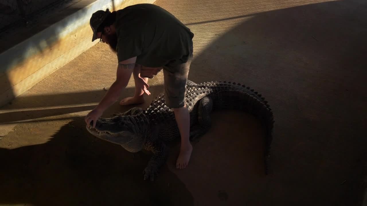 Man Wrangling Alligator, Alligator Wrangler