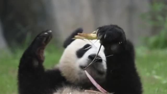 The giant panda