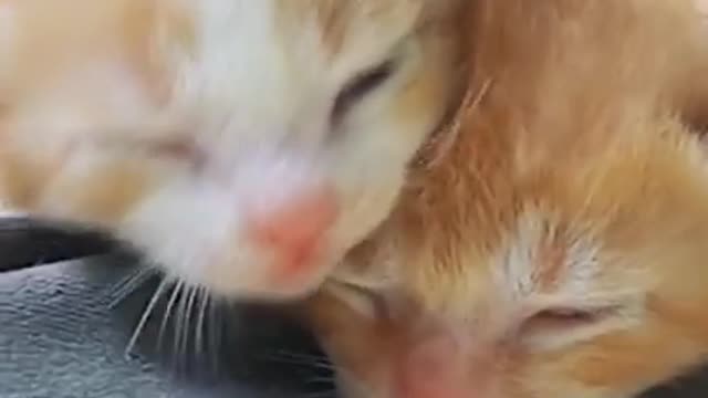 Cats are so funny PART 218 FUNNY CAT VIDEOS TIK TOK Shorts