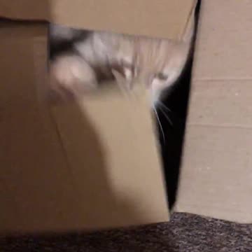 evil cat in a box