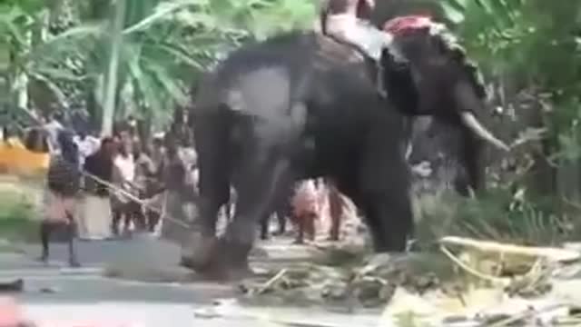 Elephant Attack In Mahadeva Shiva Temple Mavelikkara Kerala India [SiGator]