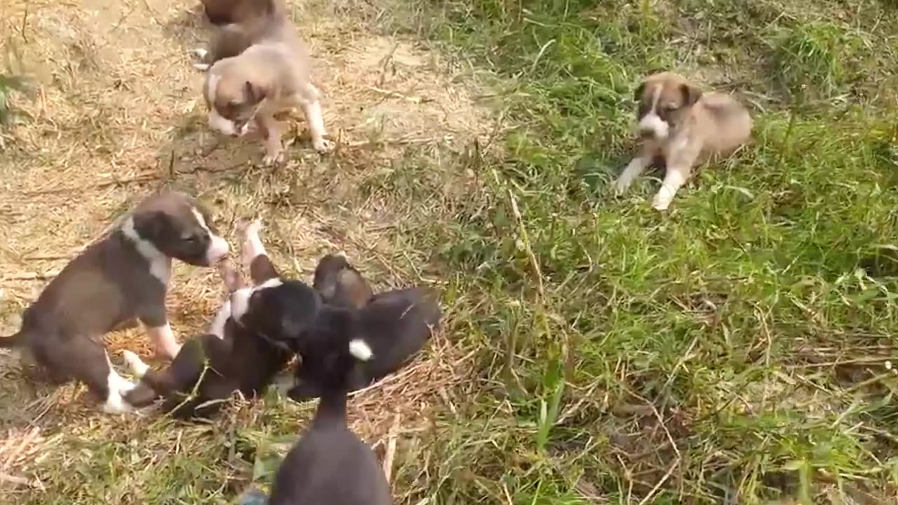 Cute little Dogs playing on Ground