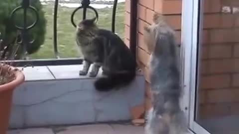 Funny Cat and Dogs - 1