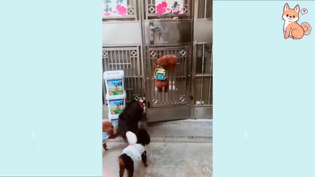 a cute puppy scaping Wow😎
