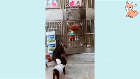a cute puppy scaping Wow😎