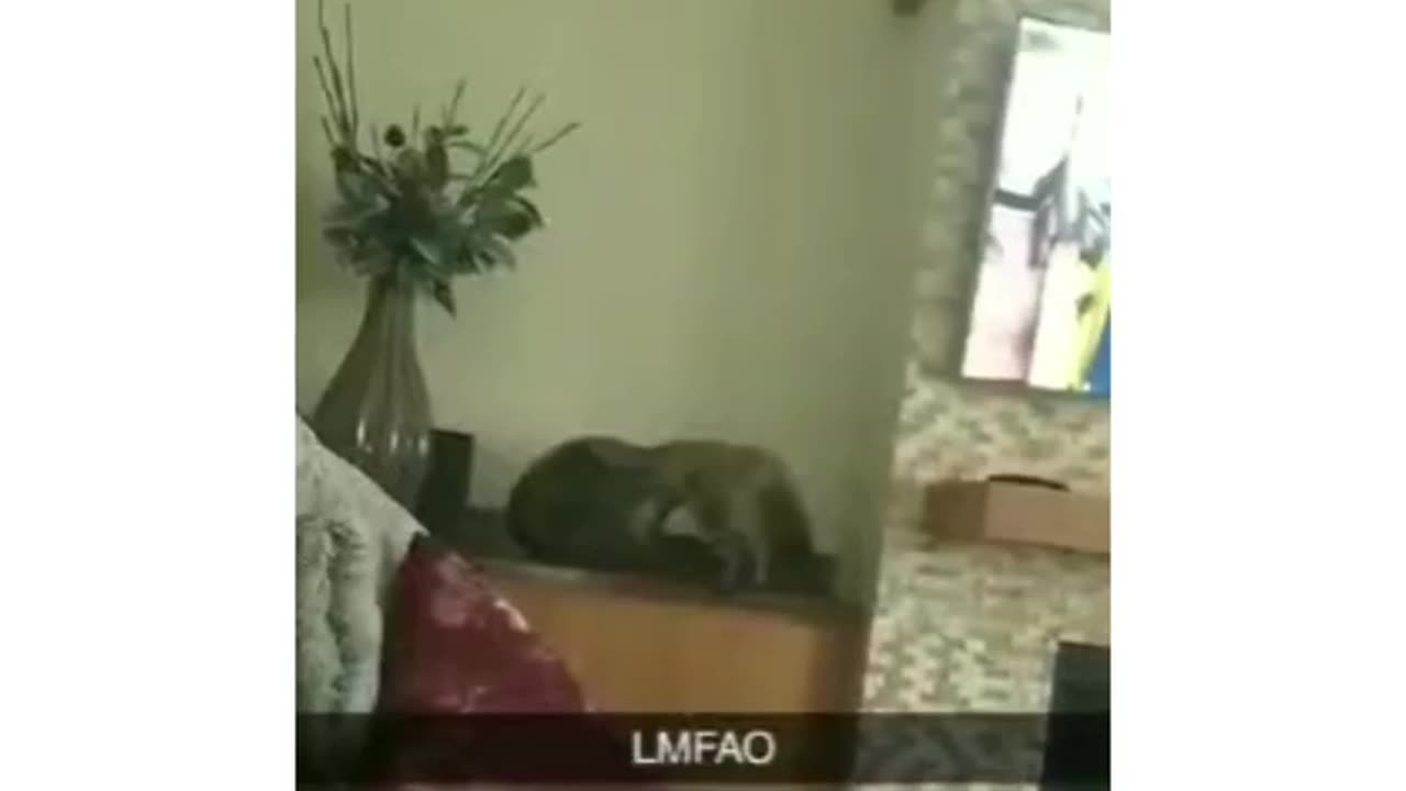 Dumb Cat