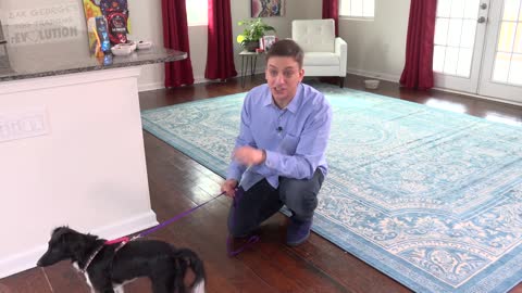 Train your dog to stop barking