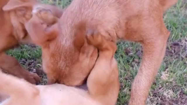 Train My Dog 🐶 Dog Aggression