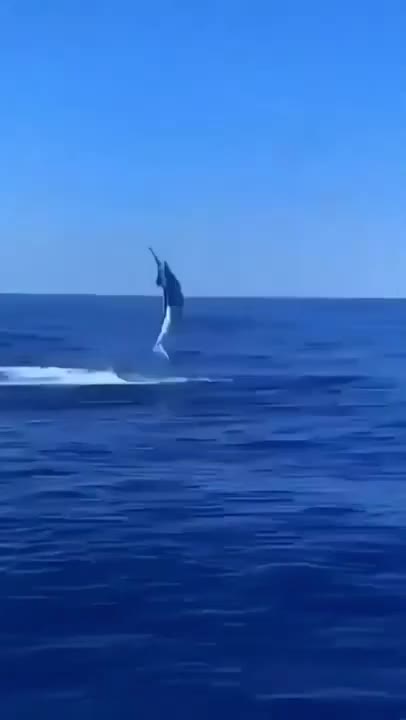 Whale