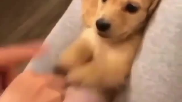OMG π± cute animals βΊοΈππ
