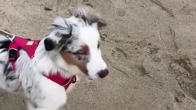 White dog not wanting to get near water near the beach