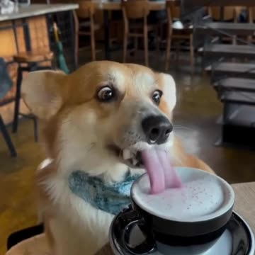 How happy the dog's eyes are from such treats!