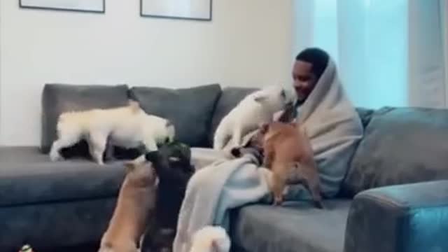 French Bulldogs Funny Compilation