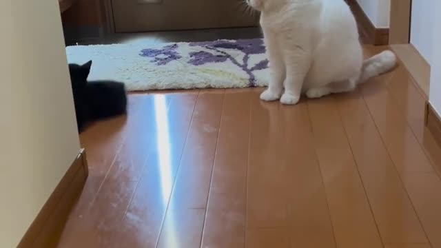 Funny videos cats