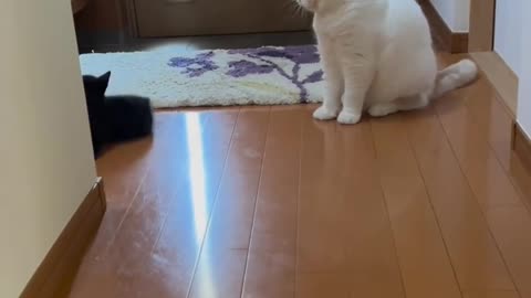 Funny videos cats