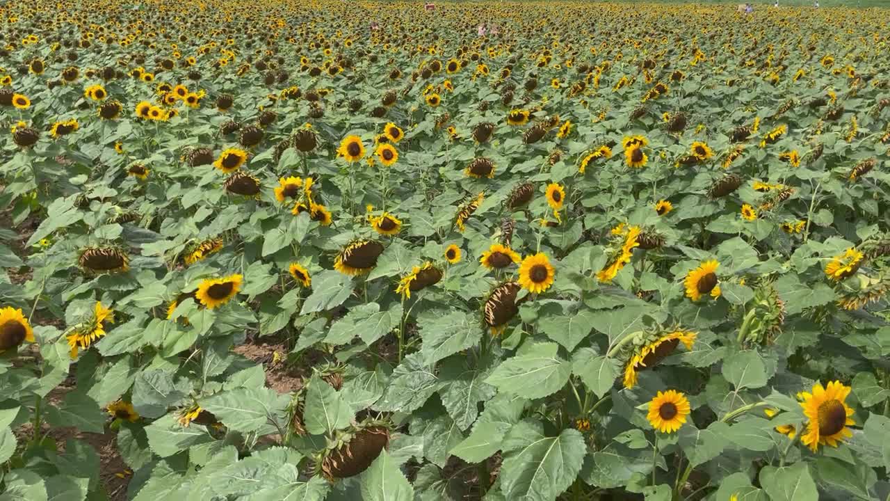 Stock Footage Sun Flower Field 50004