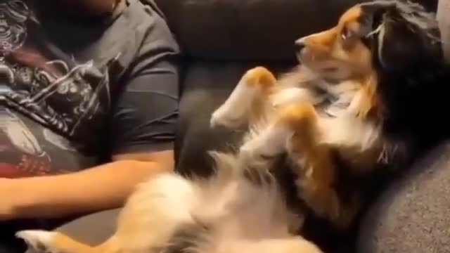 Cute dog playing with him