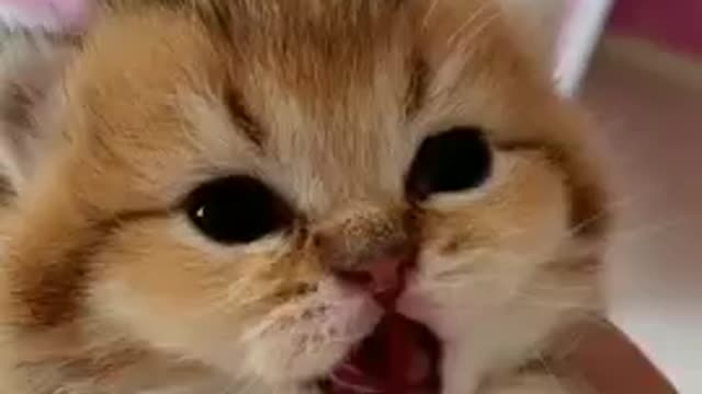 cute angry kitten