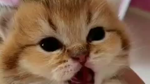 cute angry kitten