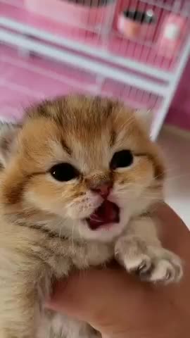 cute angry kitten