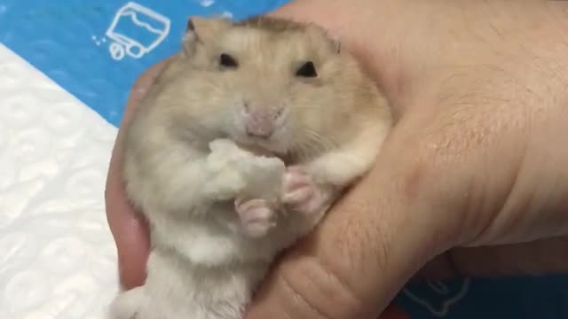 Hong Kong Hamster named Yellow Sister Eating Bread