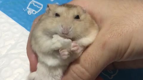 Hong Kong Hamster named Yellow Sister Eating Bread