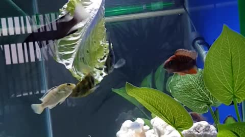 Fish eating lettuce