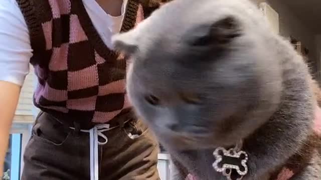 Matching vests with my bro #animeanimals #cat