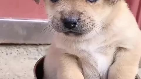 Puppy 's friend - follow me