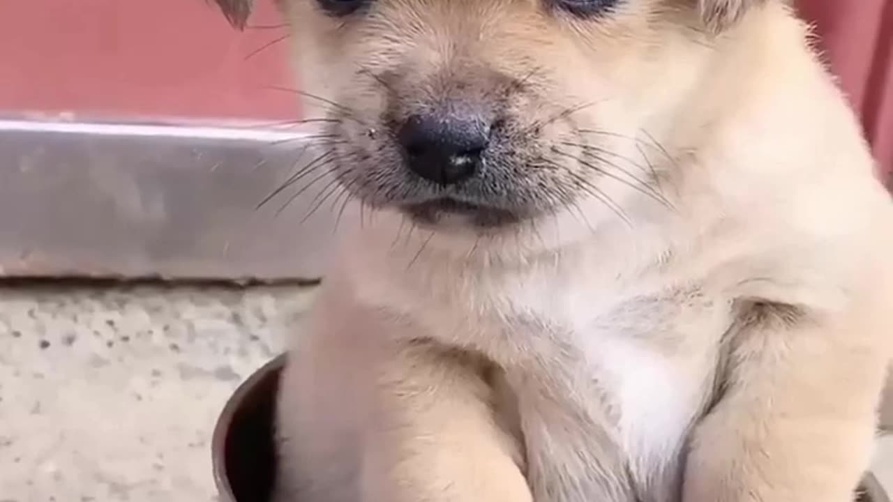 Puppy 's friend - follow me