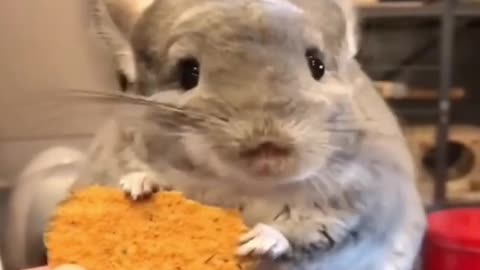 Cute Chinchilla Eating Biscuit Happily