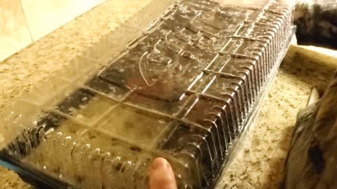 Germinating Seeds