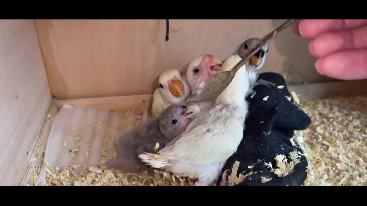 bird foraging