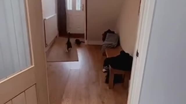 Cat cat cat video funny